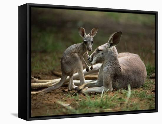 Mother and Young, Western Gray Kangaroos, Cleland Wildlife Park, South Australia, Australia-Neale Clarke-Framed Stretched Canvas
