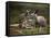 Mother and Young, Western Gray Kangaroos, Cleland Wildlife Park, South Australia, Australia-Neale Clarke-Framed Stretched Canvas