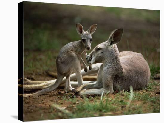 Mother and Young, Western Gray Kangaroos, Cleland Wildlife Park, South Australia, Australia-Neale Clarke-Stretched Canvas