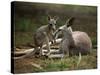 Mother and Young, Western Gray Kangaroos, Cleland Wildlife Park, South Australia, Australia-Neale Clarke-Stretched Canvas