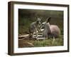 Mother and Young, Western Gray Kangaroos, Cleland Wildlife Park, South Australia, Australia-Neale Clarke-Framed Premium Photographic Print