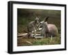 Mother and Young, Western Gray Kangaroos, Cleland Wildlife Park, South Australia, Australia-Neale Clarke-Framed Premium Photographic Print