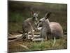 Mother and Young, Western Gray Kangaroos, Cleland Wildlife Park, South Australia, Australia-Neale Clarke-Mounted Premium Photographic Print