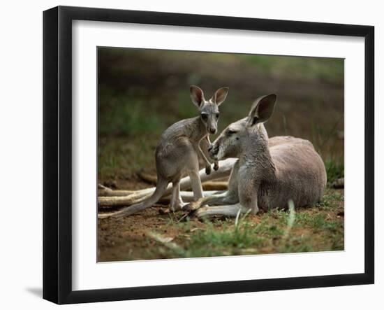 Mother and Young, Western Gray Kangaroos, Cleland Wildlife Park, South Australia, Australia-Neale Clarke-Framed Photographic Print