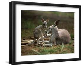 Mother and Young, Western Gray Kangaroos, Cleland Wildlife Park, South Australia, Australia-Neale Clarke-Framed Photographic Print