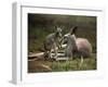 Mother and Young, Western Gray Kangaroos, Cleland Wildlife Park, South Australia, Australia-Neale Clarke-Framed Photographic Print