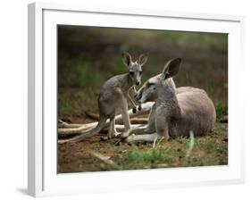 Mother and Young, Western Gray Kangaroos, Cleland Wildlife Park, South Australia, Australia-Neale Clarke-Framed Photographic Print