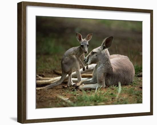 Mother and Young, Western Gray Kangaroos, Cleland Wildlife Park, South Australia, Australia-Neale Clarke-Framed Photographic Print