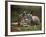 Mother and Young, Western Gray Kangaroos, Cleland Wildlife Park, South Australia, Australia-Neale Clarke-Framed Photographic Print