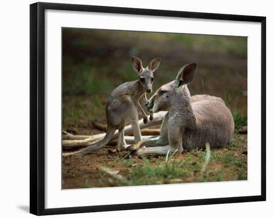 Mother and Young, Western Gray Kangaroos, Cleland Wildlife Park, South Australia, Australia-Neale Clarke-Framed Photographic Print