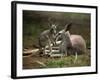 Mother and Young, Western Gray Kangaroos, Cleland Wildlife Park, South Australia, Australia-Neale Clarke-Framed Photographic Print