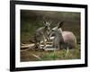 Mother and Young, Western Gray Kangaroos, Cleland Wildlife Park, South Australia, Australia-Neale Clarke-Framed Photographic Print