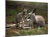 Mother and Young, Western Gray Kangaroos, Cleland Wildlife Park, South Australia, Australia-Neale Clarke-Mounted Photographic Print