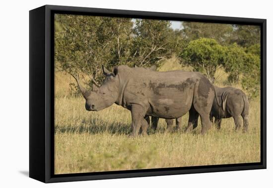 Mother and Young White Rhino, Kruger National Park, South Africa, Africa-Andy Davies-Framed Stretched Canvas