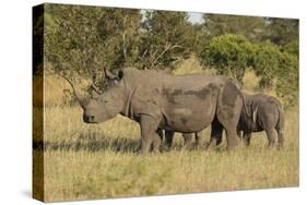 Mother and Young White Rhino, Kruger National Park, South Africa, Africa-Andy Davies-Stretched Canvas