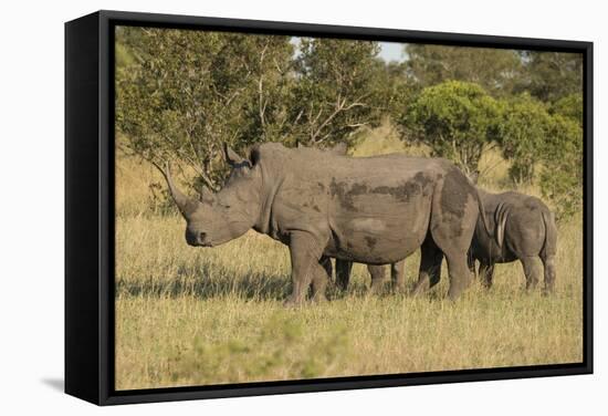 Mother and Young White Rhino, Kruger National Park, South Africa, Africa-Andy Davies-Framed Stretched Canvas
