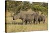Mother and Young White Rhino, Kruger National Park, South Africa, Africa-Andy Davies-Stretched Canvas