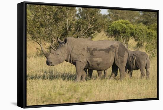 Mother and Young White Rhino, Kruger National Park, South Africa, Africa-Andy Davies-Framed Stretched Canvas
