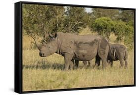 Mother and Young White Rhino, Kruger National Park, South Africa, Africa-Andy Davies-Framed Stretched Canvas