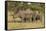 Mother and Young White Rhino, Kruger National Park, South Africa, Africa-Andy Davies-Framed Stretched Canvas