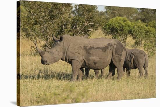 Mother and Young White Rhino, Kruger National Park, South Africa, Africa-Andy Davies-Stretched Canvas