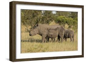 Mother and Young White Rhino, Kruger National Park, South Africa, Africa-Andy Davies-Framed Photographic Print