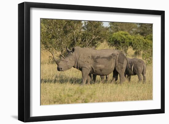 Mother and Young White Rhino, Kruger National Park, South Africa, Africa-Andy Davies-Framed Photographic Print