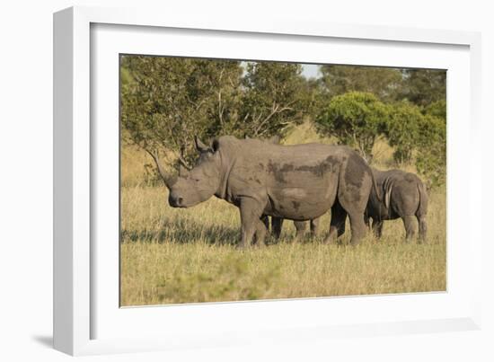 Mother and Young White Rhino, Kruger National Park, South Africa, Africa-Andy Davies-Framed Photographic Print