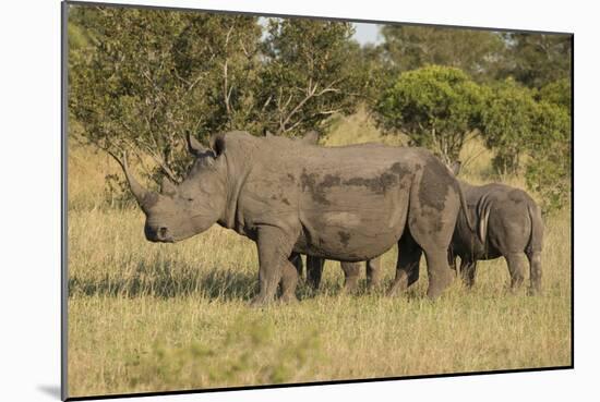 Mother and Young White Rhino, Kruger National Park, South Africa, Africa-Andy Davies-Mounted Photographic Print