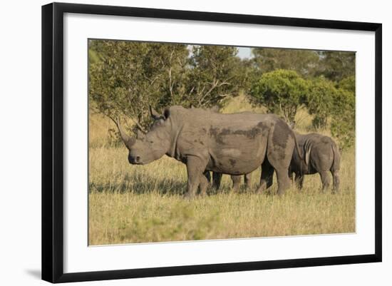 Mother and Young White Rhino, Kruger National Park, South Africa, Africa-Andy Davies-Framed Photographic Print