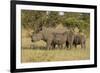 Mother and Young White Rhino, Kruger National Park, South Africa, Africa-Andy Davies-Framed Photographic Print