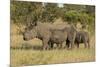 Mother and Young White Rhino, Kruger National Park, South Africa, Africa-Andy Davies-Mounted Photographic Print