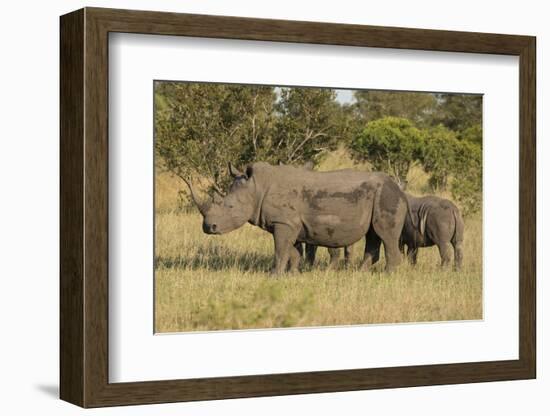 Mother and Young White Rhino, Kruger National Park, South Africa, Africa-Andy Davies-Framed Photographic Print