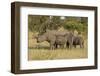 Mother and Young White Rhino, Kruger National Park, South Africa, Africa-Andy Davies-Framed Premium Photographic Print