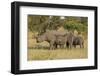 Mother and Young White Rhino, Kruger National Park, South Africa, Africa-Andy Davies-Framed Premium Photographic Print