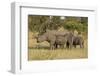 Mother and Young White Rhino, Kruger National Park, South Africa, Africa-Andy Davies-Framed Premium Photographic Print