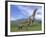 Mother Argentinosaurus Dinosaur and Baby Grazing a Green Landscape-null-Framed Art Print