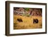 Mother Brown Bear and Her Cub, Sequoia National Park, California-Laura Grier-Framed Photographic Print