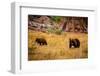 Mother Brown Bear and Her Cub, Sequoia National Park, California-Laura Grier-Framed Photographic Print