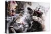 Mother Cat And Kittens-Orhan-Stretched Canvas