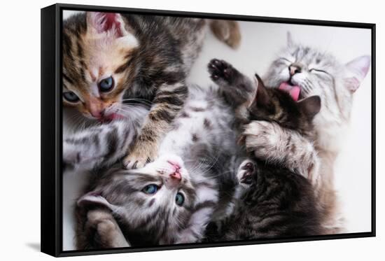 Mother Cat And Kittens-Orhan-Framed Stretched Canvas