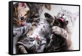 Mother Cat And Kittens-Orhan-Framed Stretched Canvas