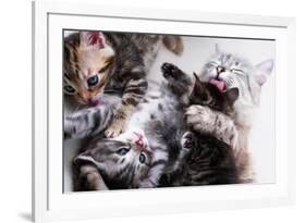 Mother Cat And Kittens-Orhan-Framed Photographic Print