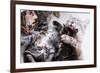 Mother Cat And Kittens-Orhan-Framed Photographic Print