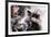 Mother Cat And Kittens-Orhan-Framed Photographic Print