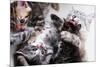 Mother Cat And Kittens-Orhan-Mounted Photographic Print