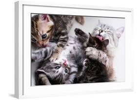 Mother Cat And Kittens-Orhan-Framed Photographic Print