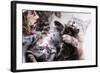 Mother Cat And Kittens-Orhan-Framed Photographic Print