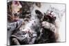 Mother Cat And Kittens-Orhan-Mounted Photographic Print