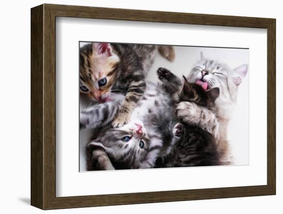 Mother Cat And Kittens-Orhan-Framed Photographic Print